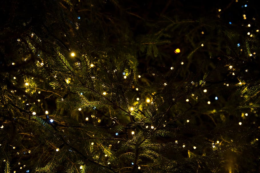 christmas, lights, tree, decor, night, illuminated, celebration HD wallpaper