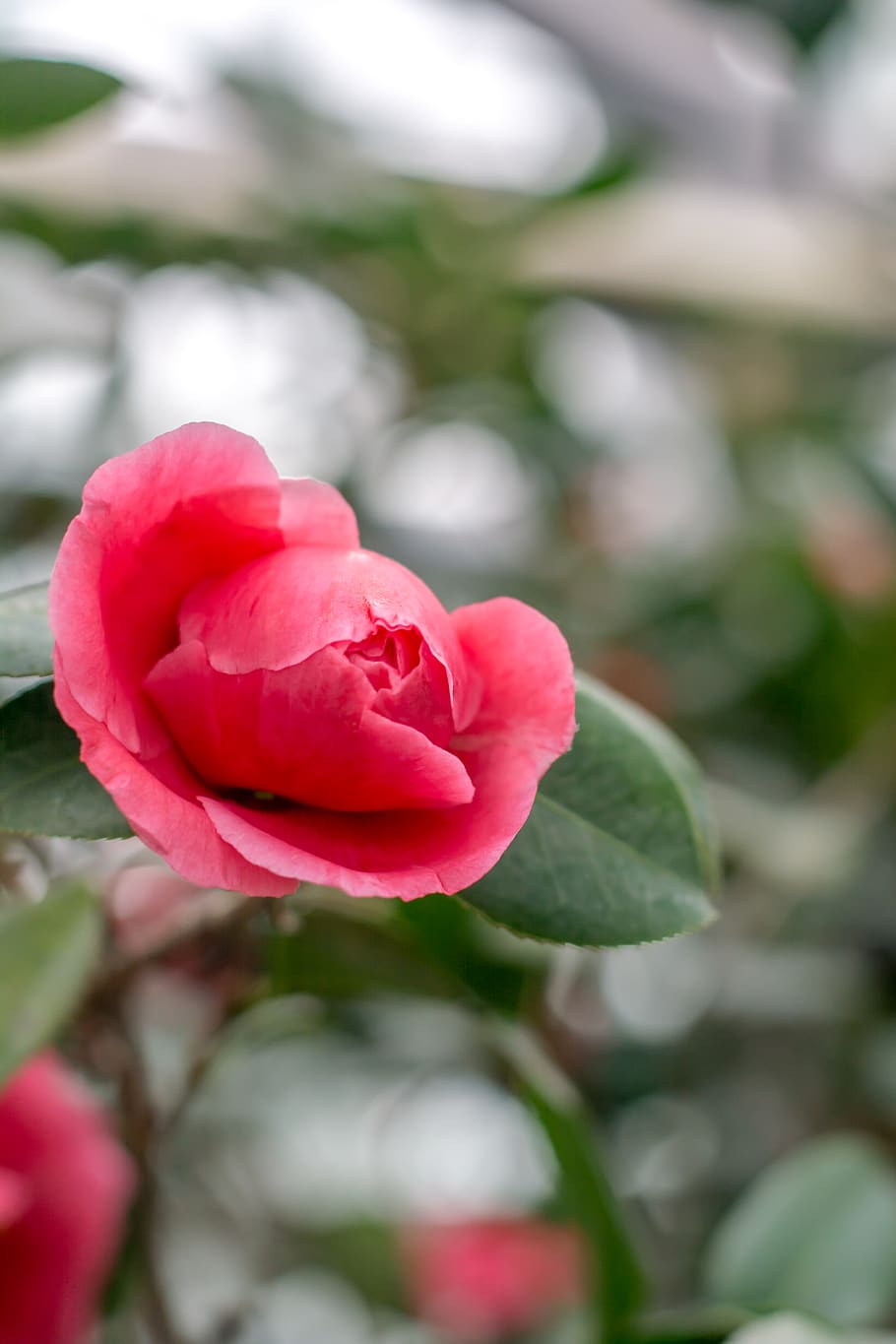 flower, flowering plant, beauty in nature, vulnerability, fragility HD wallpaper
