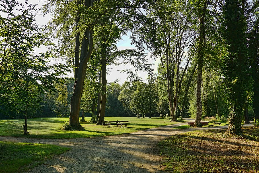 park, glade, landscape, grass, green, trees, summer, plant HD wallpaper
