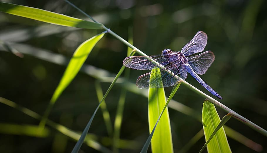 dragonfly, macro, nature, insect, blue, animals, flower, green HD wallpaper