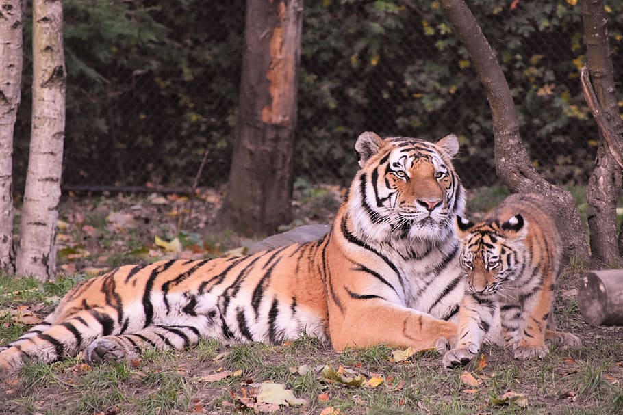 tiger and calf beside tree, feline, animal, animal themes, big cat HD wallpaper