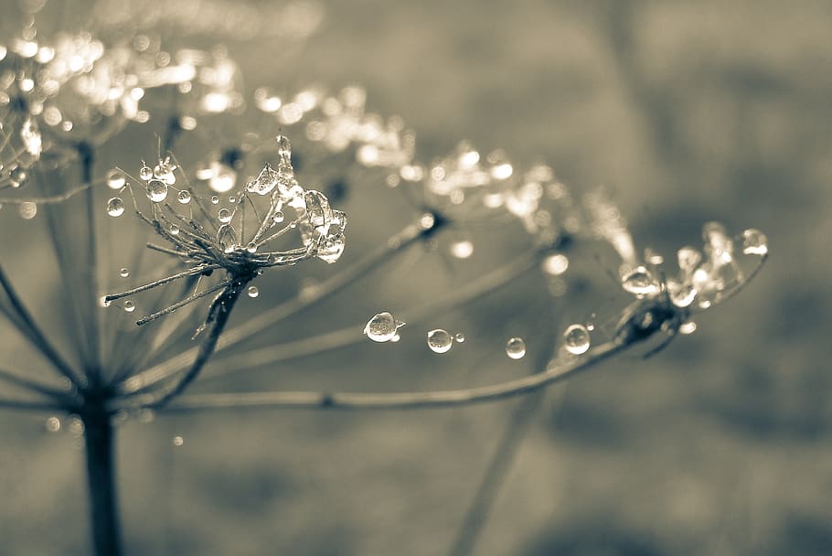 Close-up Photo of Water Drop on Flower, blur, dew, dewdrops, droplet HD wallpaper