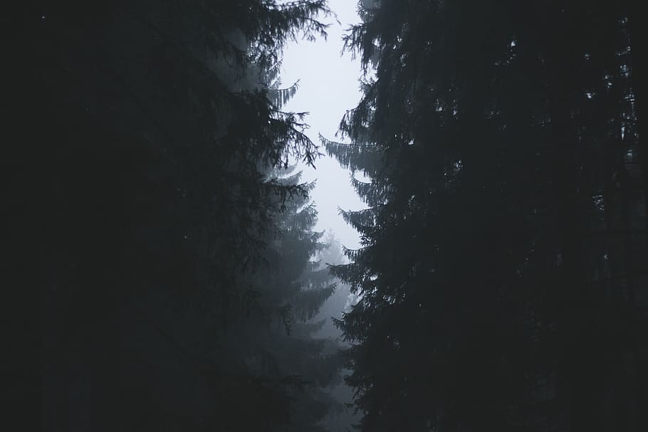 black, branches, fog, forest, gray, pines, trees, white, plant HD wallpaper