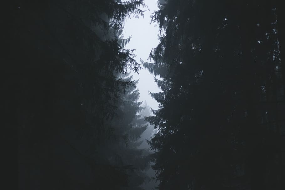 trees, forest, woods, nature, plant, no people, beauty in nature HD wallpaper