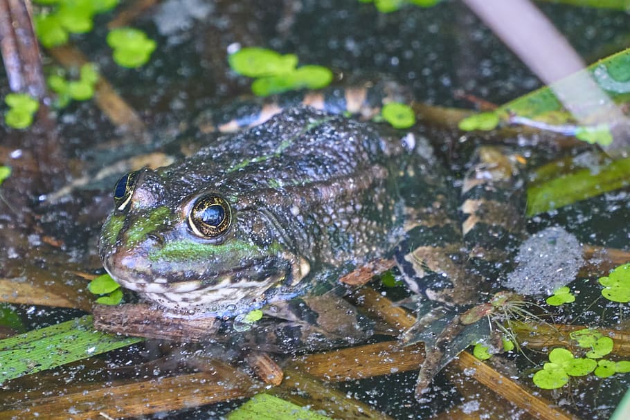 frog, toad, water, pond, water frog, high, amphibian, eyes HD wallpaper