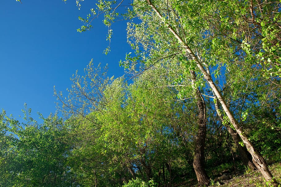 tree, countryside, day, daylight, dream, environment, foliage HD wallpaper