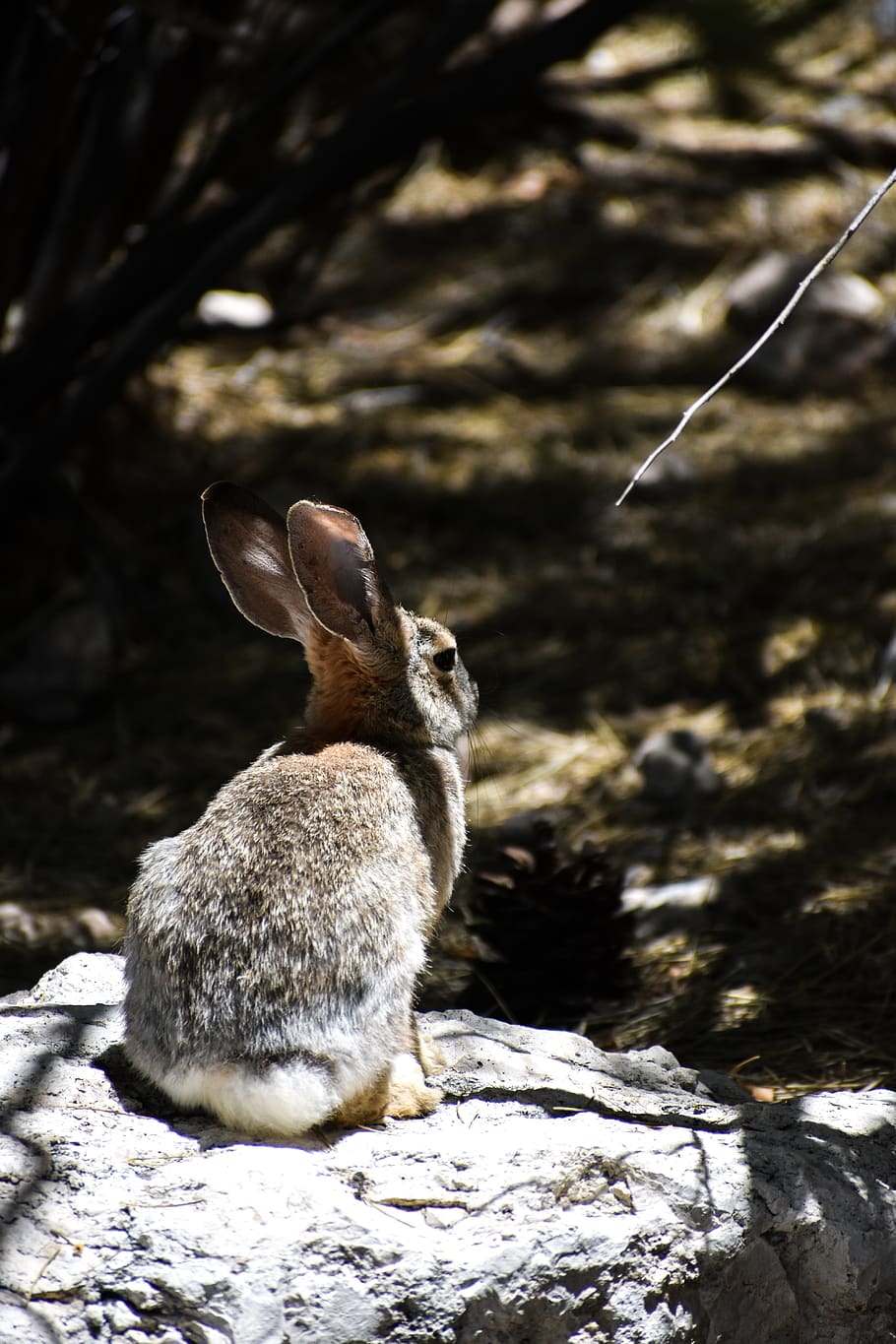 brown rabbit on rock, one animal, animal themes, mammal, animal wildlife HD wallpaper