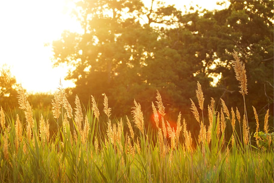 sunset, field, plants, nature, growth, tranquility, sunlight HD wallpaper