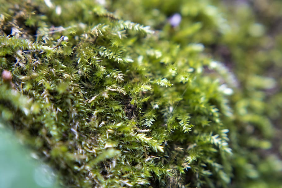 forest, green, woods, moss, macro, nature, natural, winter HD wallpaper