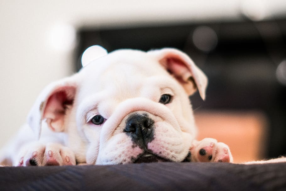 Close-Up Photo of Bulldog, adorable, animal, animal photography, HD wallpaper
