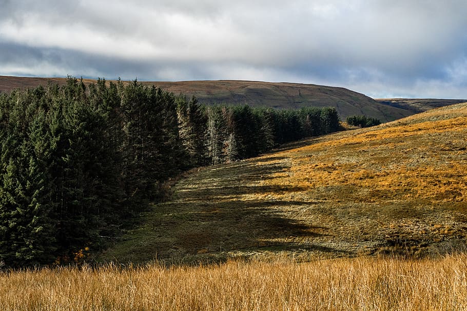 pine trees and brown field, plant, fir, abies, outdoors, nature HD wallpaper