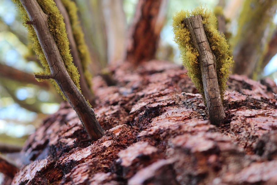 united states, cinder cone, tree, moss, bark, plant, tree trunk HD wallpaper