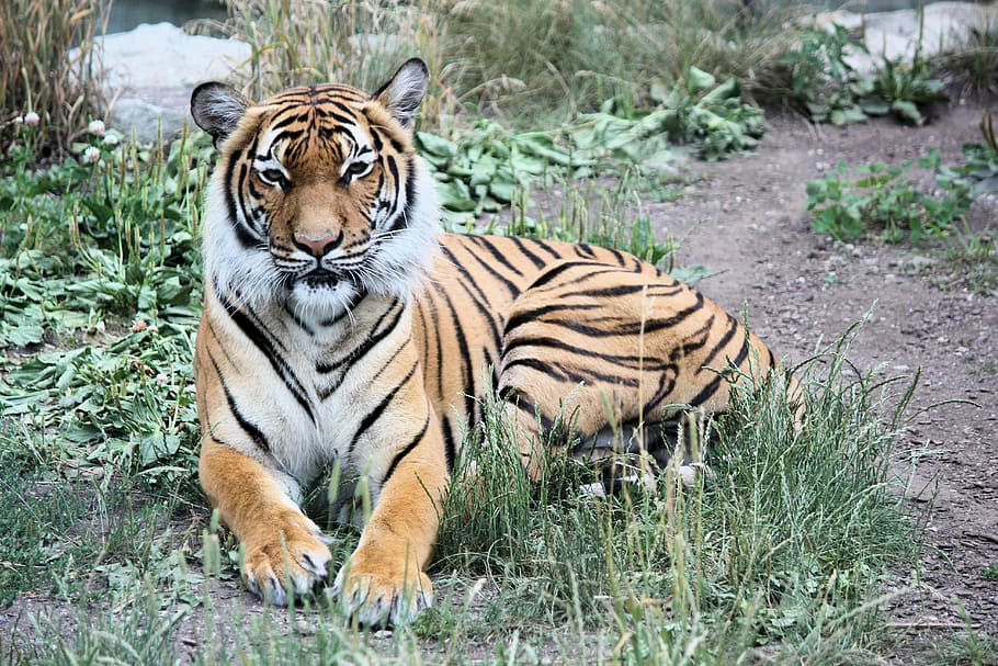 tiger, siberian, beast, cat, carnivore, mammal, animal, stripes HD wallpaper