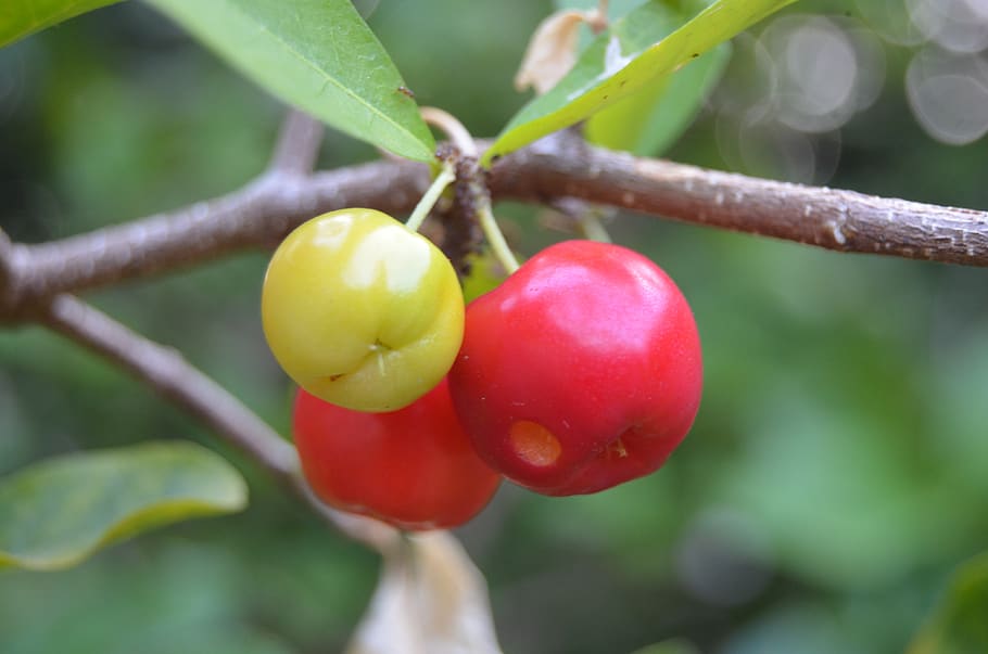 acerola, fruit, green, vitamin, brazil, nature, cherry, summer, HD wallpaper