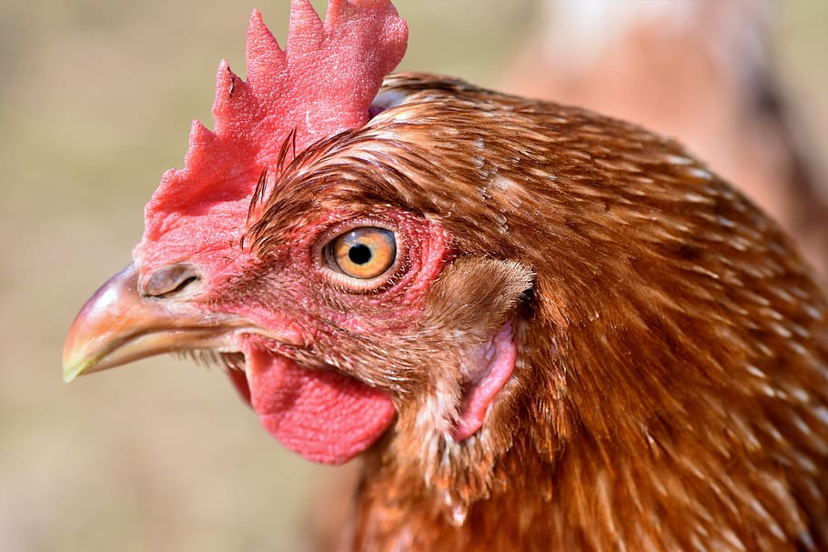 chicken, hen, poultry, range, livestock, bird, comb, bill, outdoor HD wallpaper