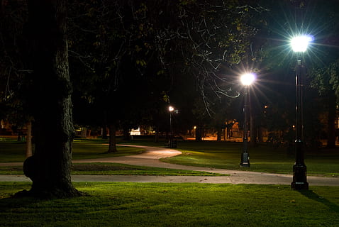 canada, london, paths, choice, tree, park, street lights, long exposure HD wallpaper