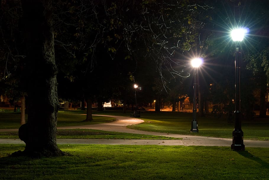 canada, london, paths, choice, tree, park, street lights, long exposure HD wallpaper