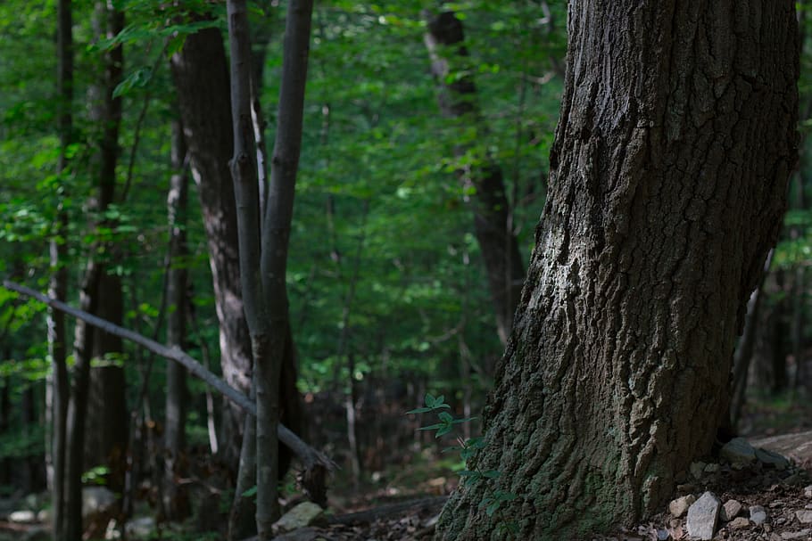 trees, forest, green, bark, sunlight, sunbeam, wilderness, exploration HD wallpaper