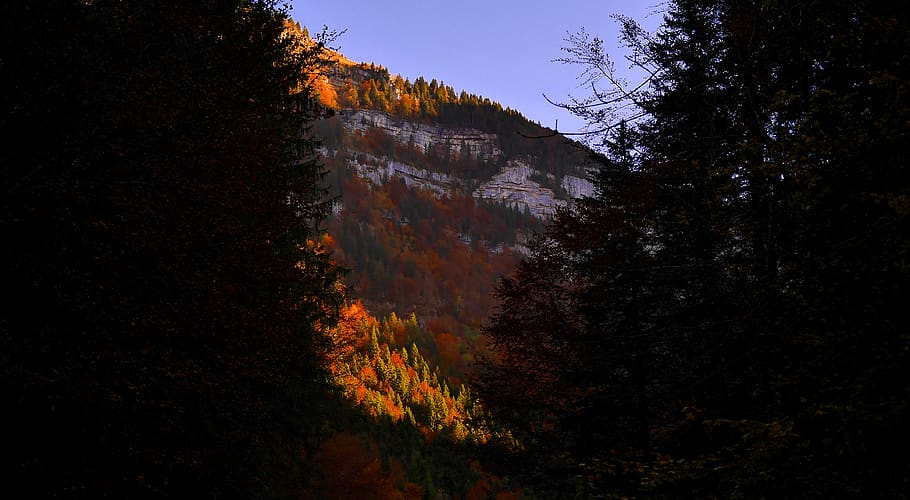 red leaf tree covered mountain at daytime, france, saint-pierre-d'entremont HD wallpaper