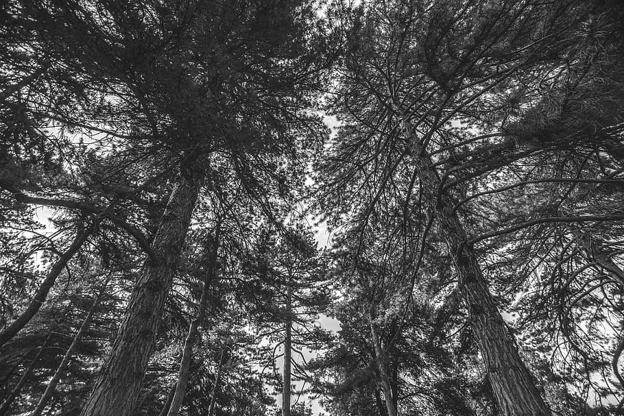 trees, forest, sky, black and white, bandw, outdoors, nature HD wallpaper