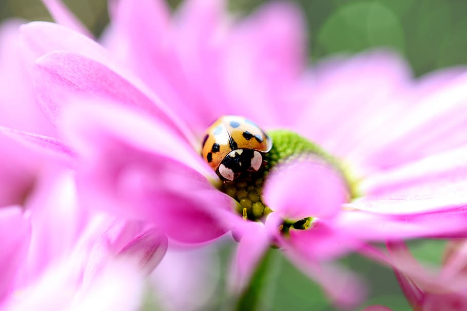 ladybug, red, points, flower, beetle, insect, nature, lucky charm HD wallpaper