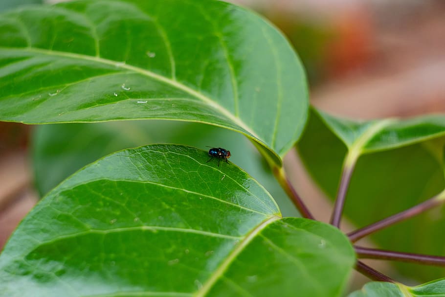 brazil, plant part, leaf, invertebrate, green color, animal themes HD wallpaper