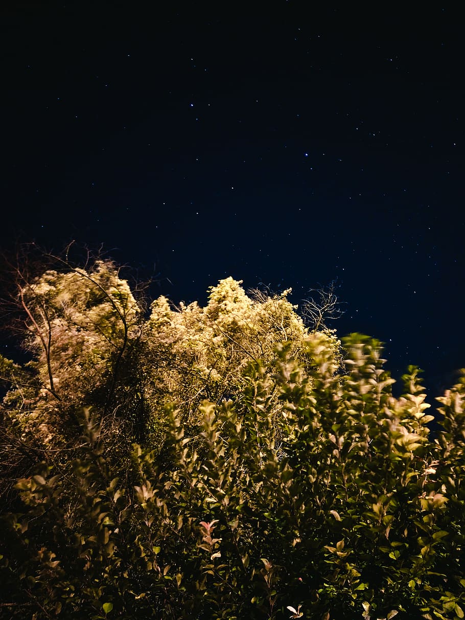 trees, nature, nocturnal, night, night sky, stars, landscape, HD wallpaper