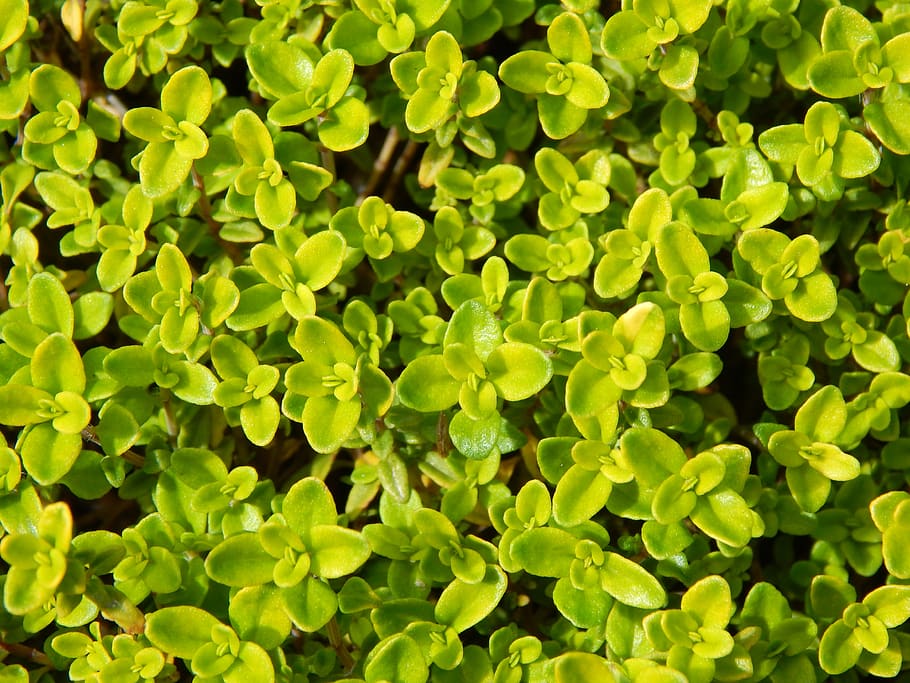 lime thyme, herb, garden, botany, spices, fresh, nature, herbs HD wallpaper