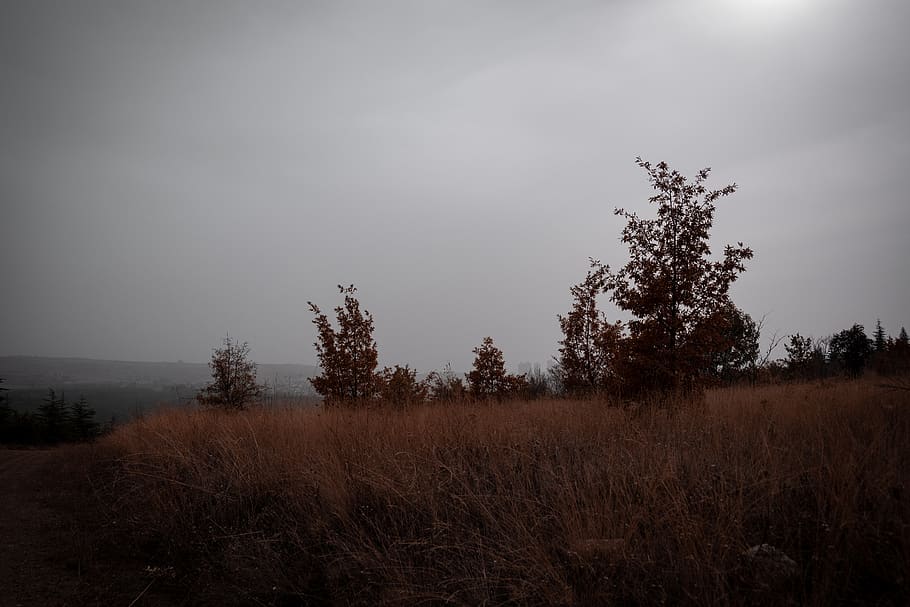 brown grass field during daytime, cinematic, fog, tree, plant HD wallpaper