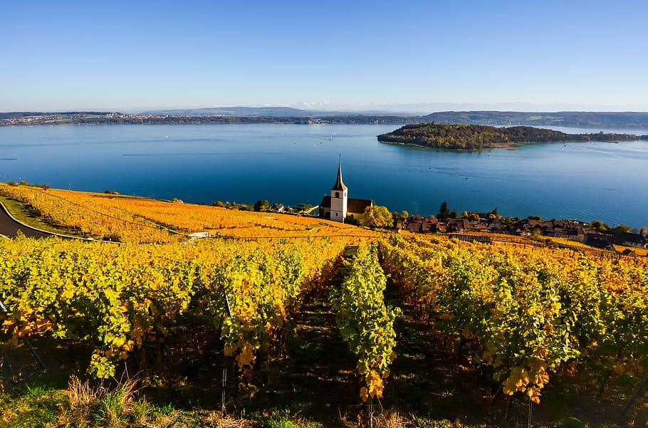 lake, fall, vine, landscape, vines, switzerland, ligerz, lake of biel bienne HD wallpaper