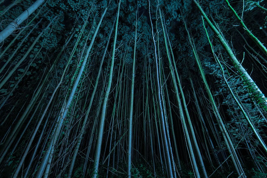 High-rise Trees during Night, dark, darkness, low angle photography HD wallpaper