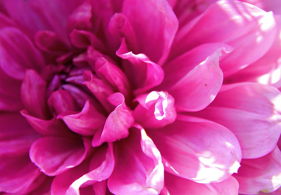 flower, pink, close up, macro, magenta, nature, spring, flowering plant HD wallpaper