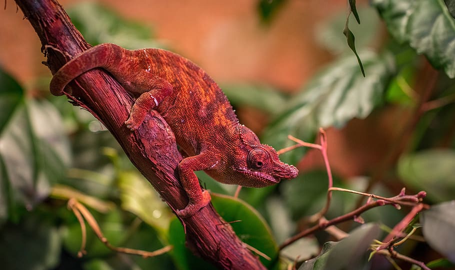 chameleon, nature, exotarium, plant, close-up, plant part, leaf HD wallpaper