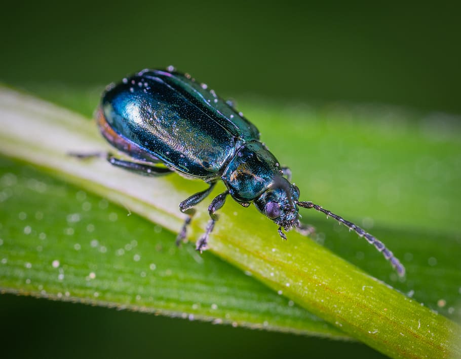 Beetle On Green Leaf In Close-up Photography, antenna, bug, insect HD wallpaper
