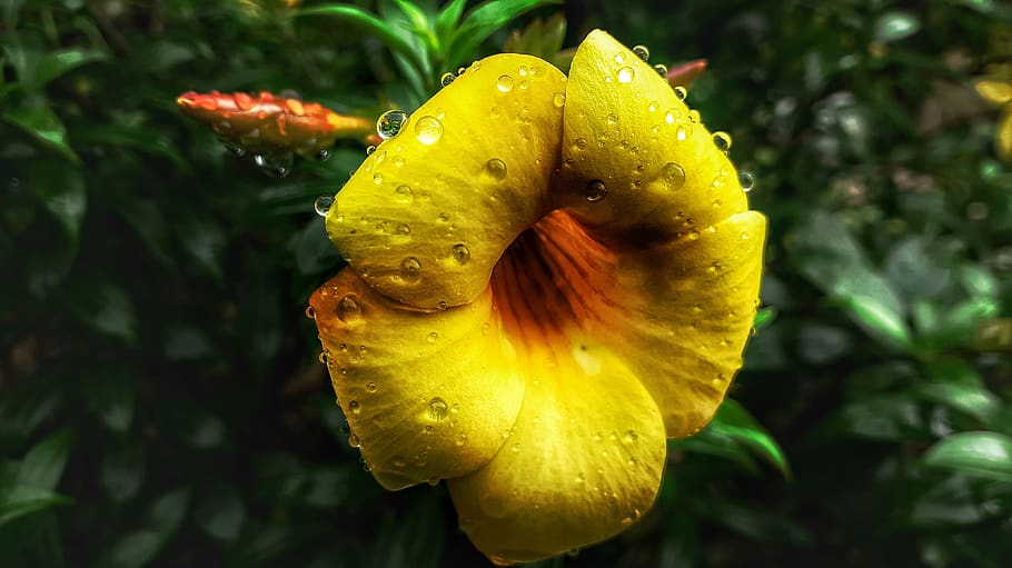 leaf, nature, garden, flora, flower, color, plant, close-up HD wallpaper
