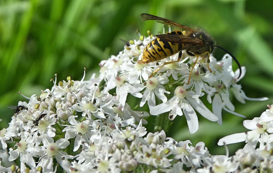 wasp, nature, bug, garden, flower, white, flowering plant, invertebrate HD wallpaper