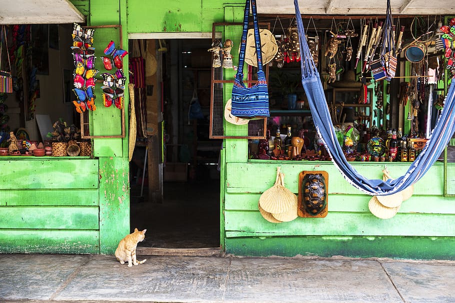 peru, iquitos, domestic, mammal, animal themes, domestic animals HD wallpaper