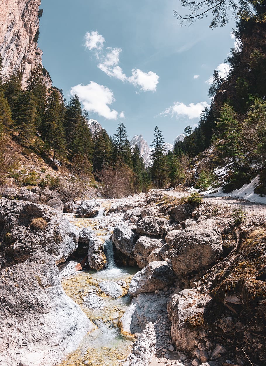nature, water, tree, plant, fir, abies, outdoors, italy, tiers HD wallpaper