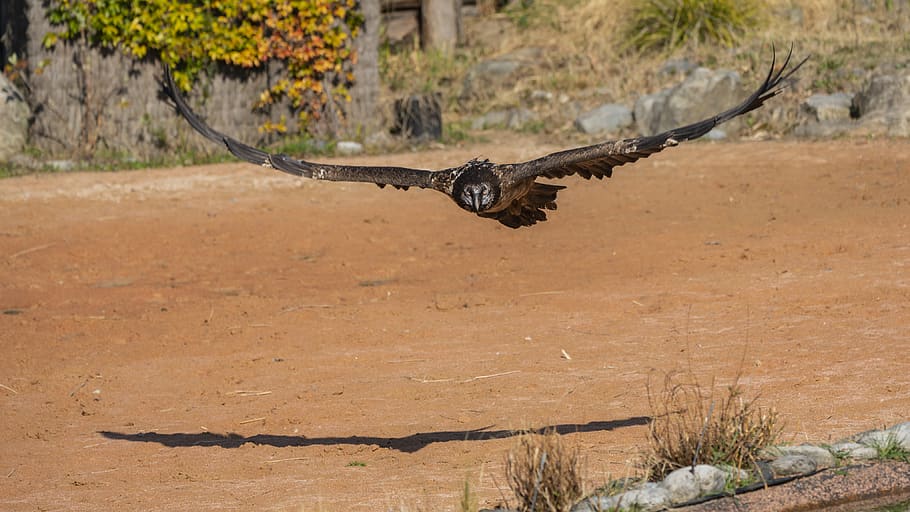brown bird soaring near ground, vulture, animal, condor, lizard