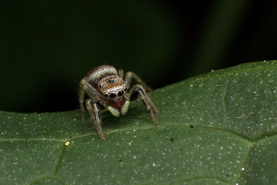 spider, green, nature, forest, arachnid, leaf, light, small HD wallpaper