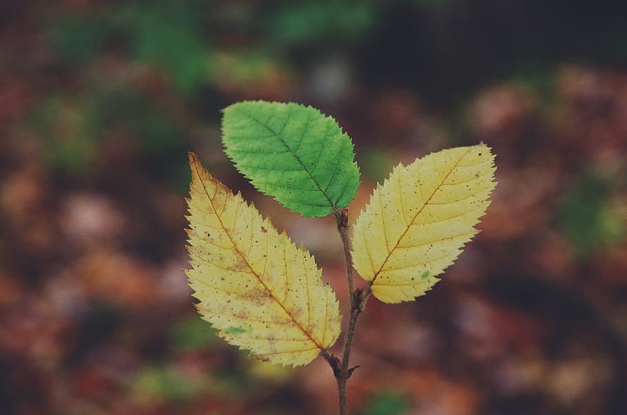 fall, trees, leaves, forest, seasons, leaf, plant part, autumn HD wallpaper