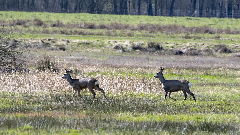 ree, deer, nature, wild, animal world, mammal, wanted, animal themes HD wallpaper
