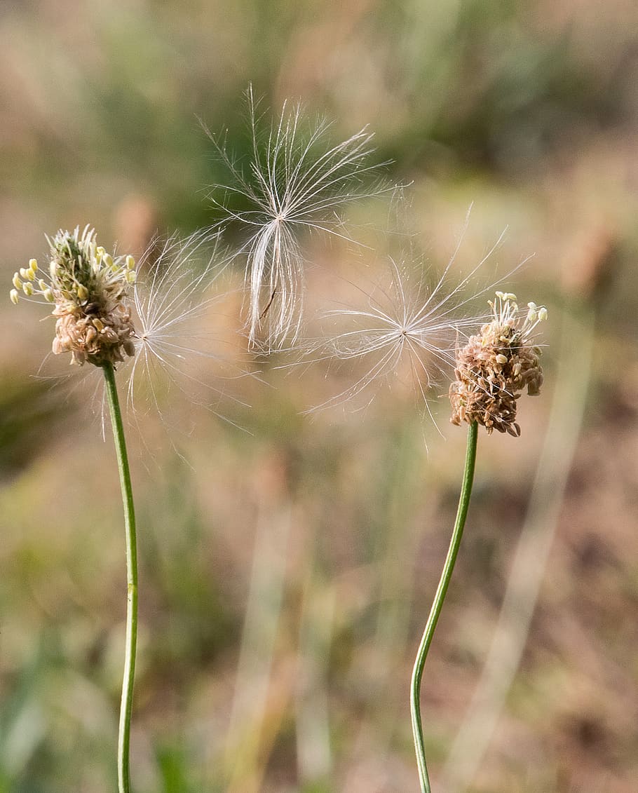 plant, seeds, nature, summer, pollen, withered, dandelion, flower