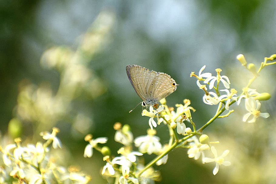 butterfly, flower, bloom, insect, nature, blossom, colorful HD wallpaper