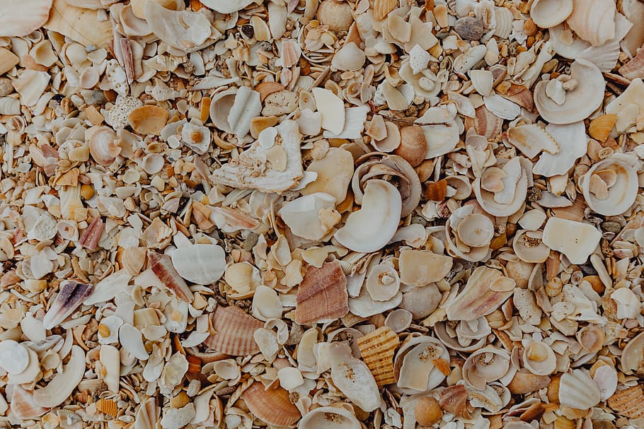 Sea shells on the beach, Algarve, Portugal, summer, background