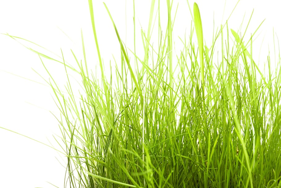background, field, fresh, garden, grass, green, growth, herb HD wallpaper