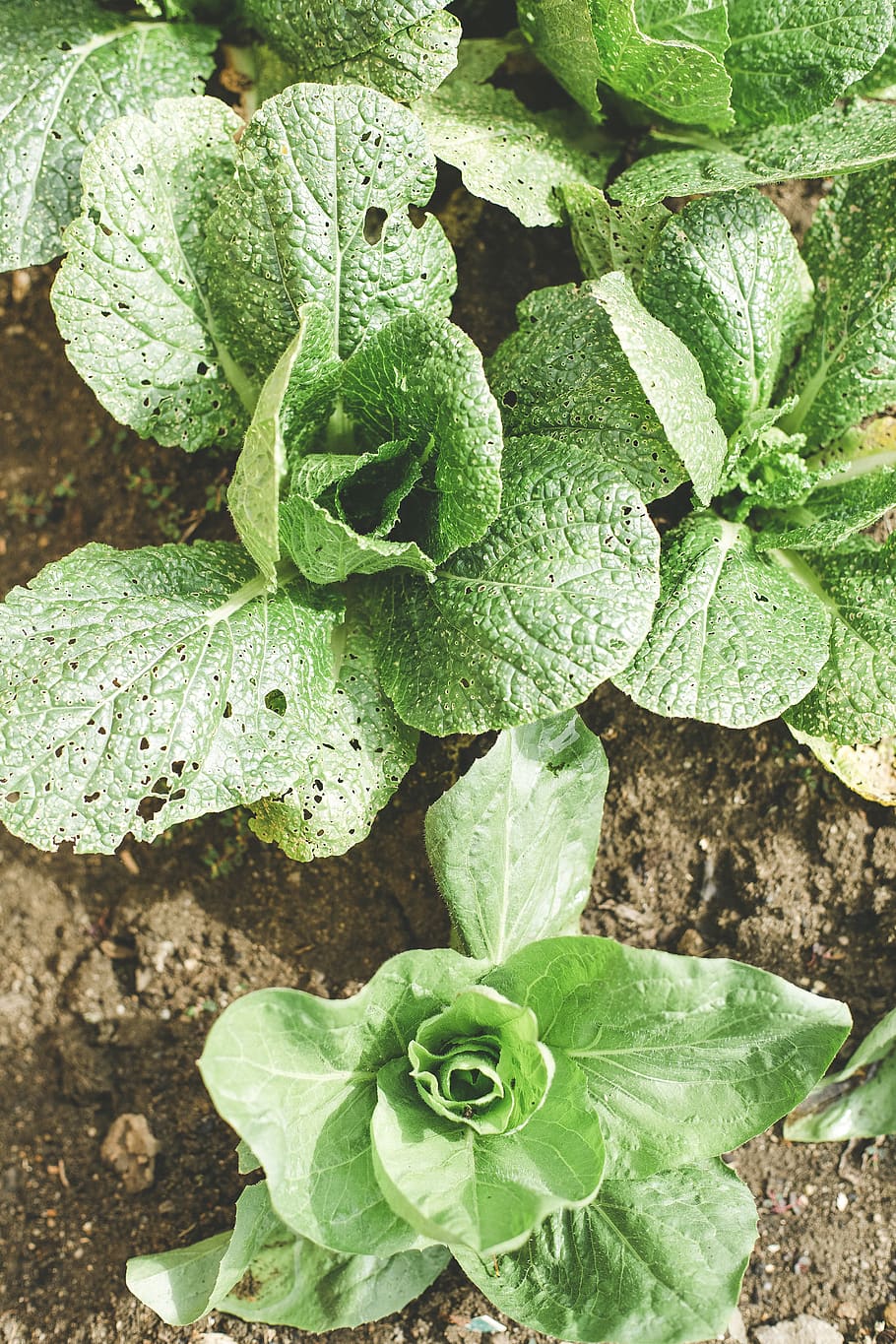 bokchoy plants, vegetable, food, leaf, lettuce, cabbage, kale, HD wallpaper