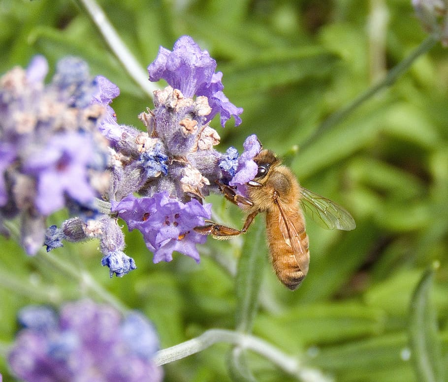 macro, green, lavender, bee, flowering plant, invertebrate HD wallpaper