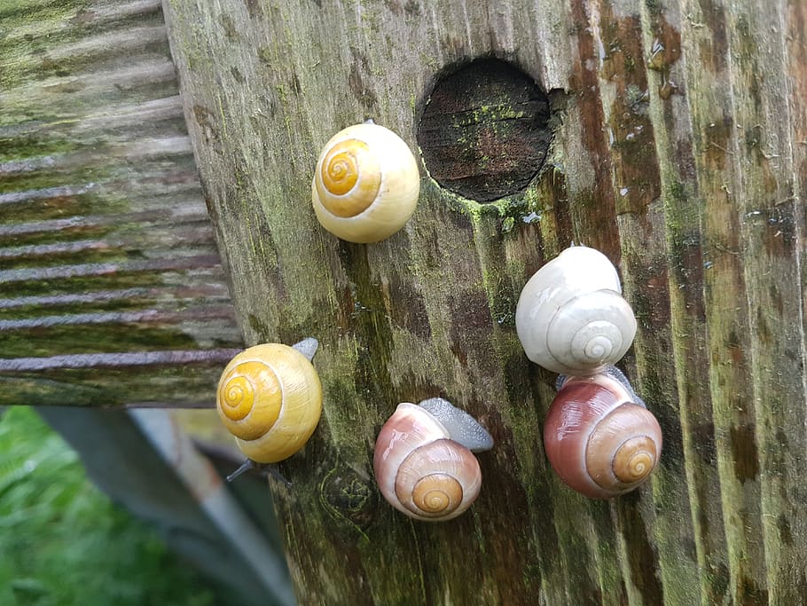 denmark, shell, animal shell, close-up, mollusk, snail, gastropod HD wallpaper