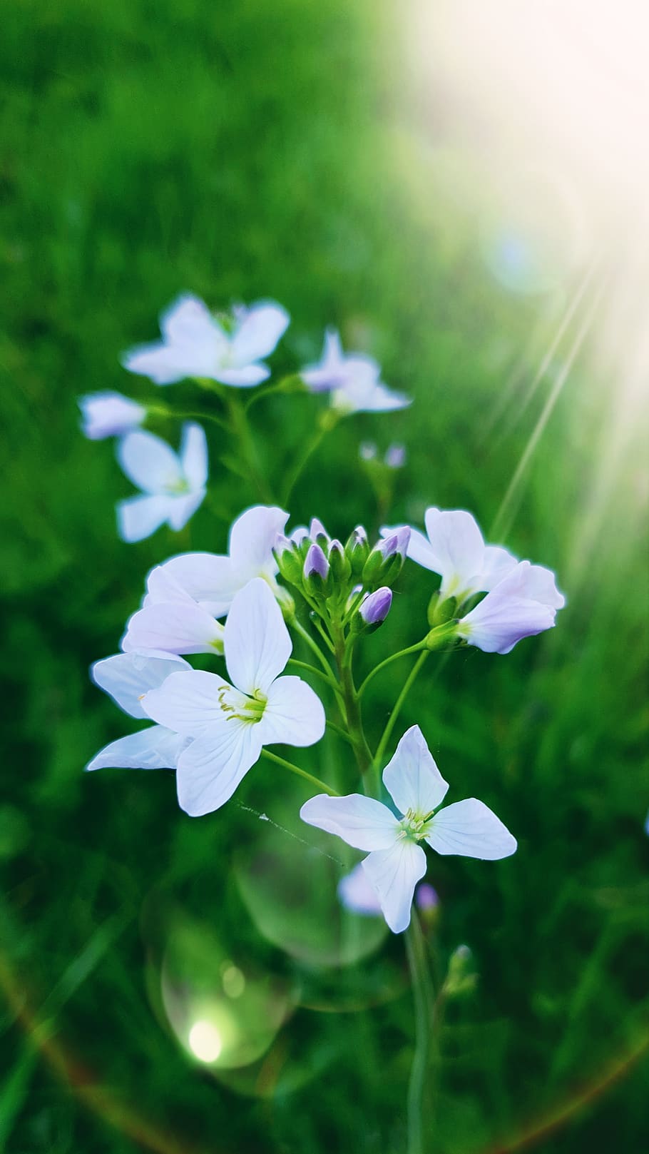 flowering plant, fragility, beauty in nature, freshness, vulnerability HD wallpaper